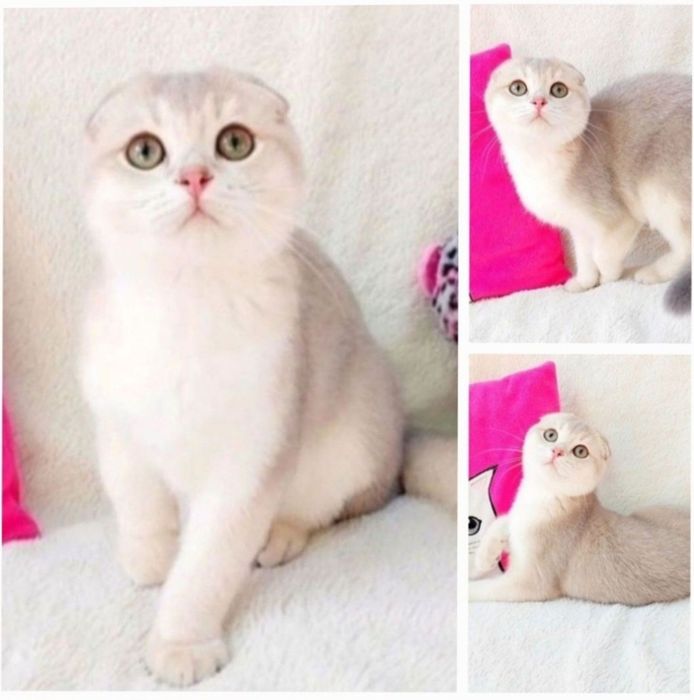 Ідеальний висловухий котик