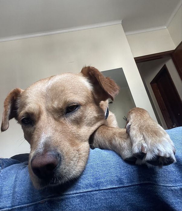 URGENTE: Apollo procura família