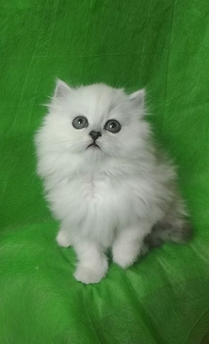 Белый серебристый шиншилла хайленд британский