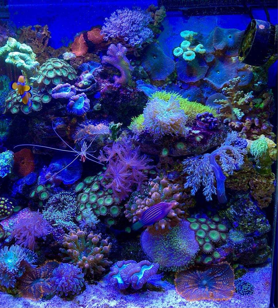 Продам морской аквариум с рифом и кораллами