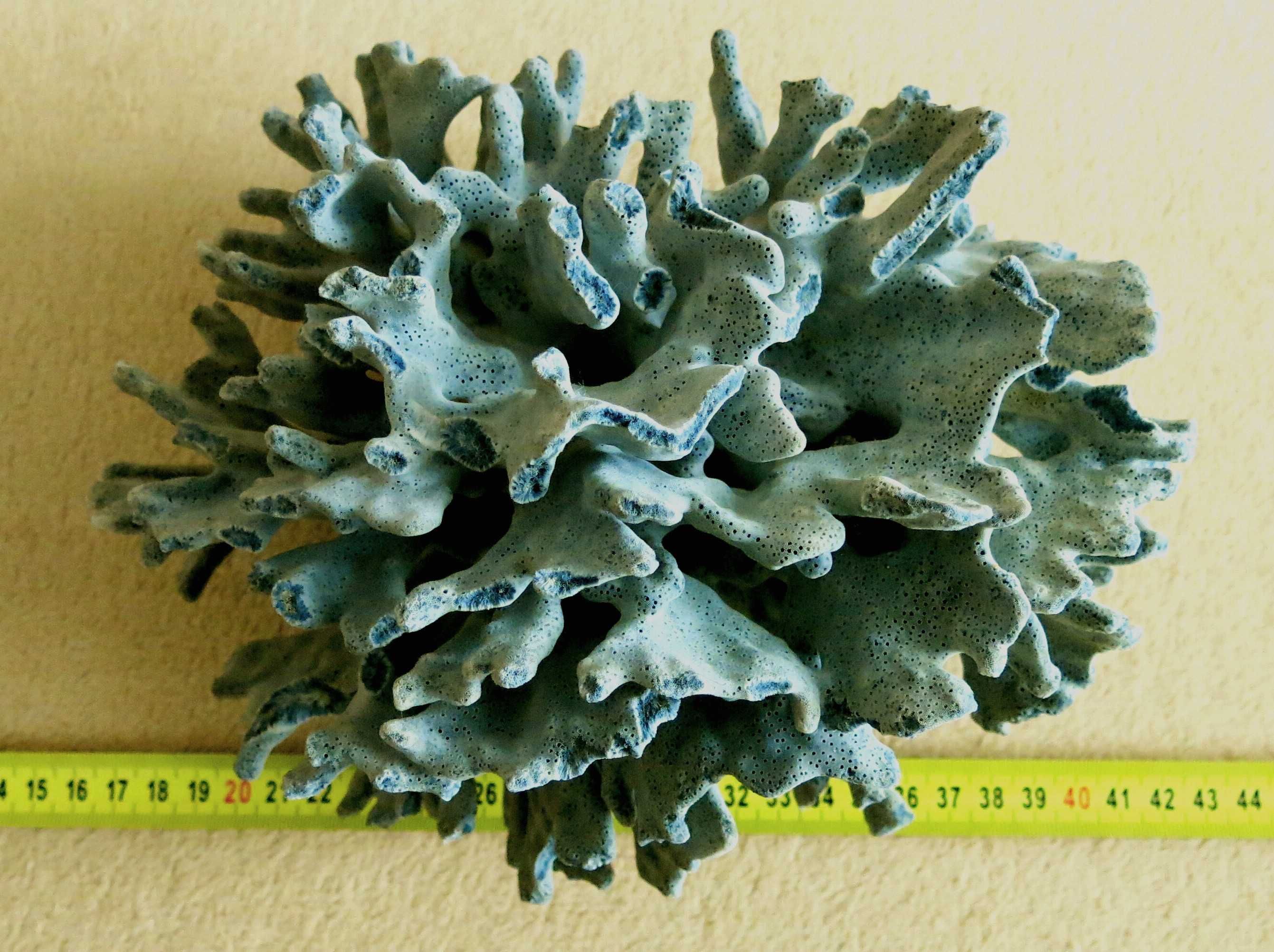Koralowiec - Heliopora coerulea, Blue Coral / 220 x 174 x 160