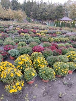 Chryzantemy drobnokwiatowe