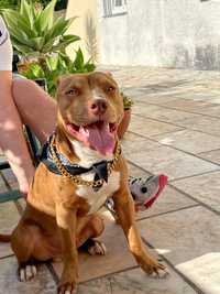 Procuro namorada pit bull