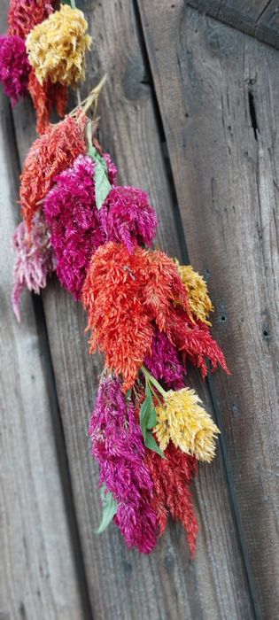 Celozja pierzasta suszona 10 szt.