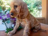 Cocker spaniel angielski sunia