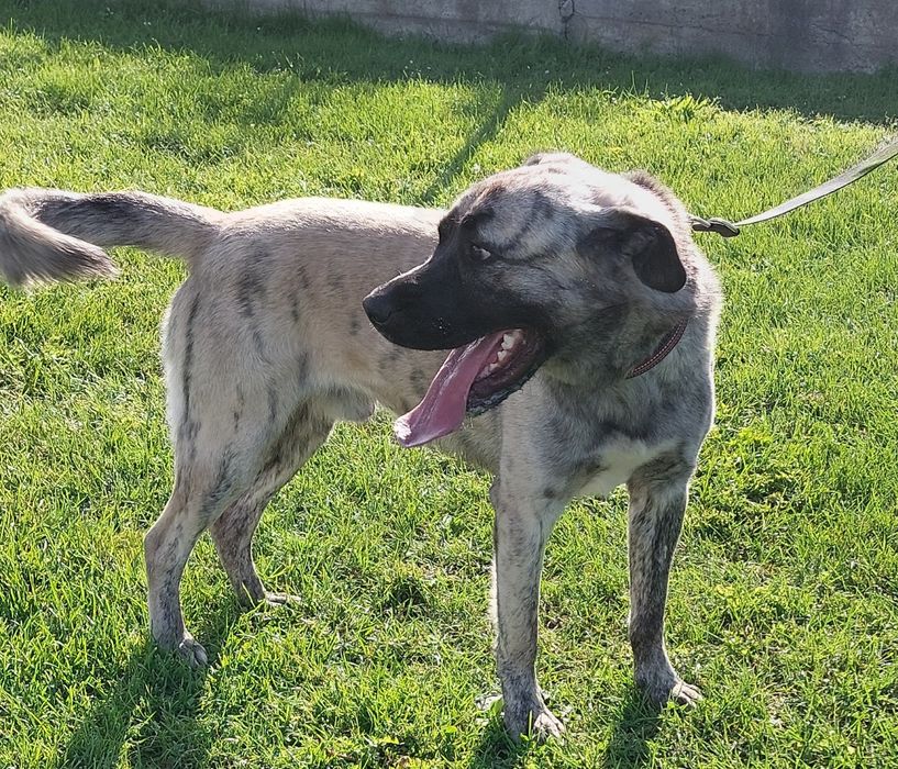 Rocky pies do adopcji