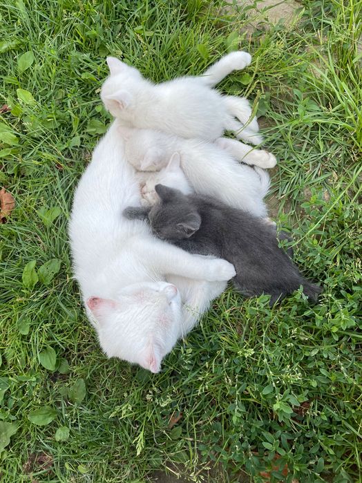 Милі кошенята шукають дім. В хороші руки