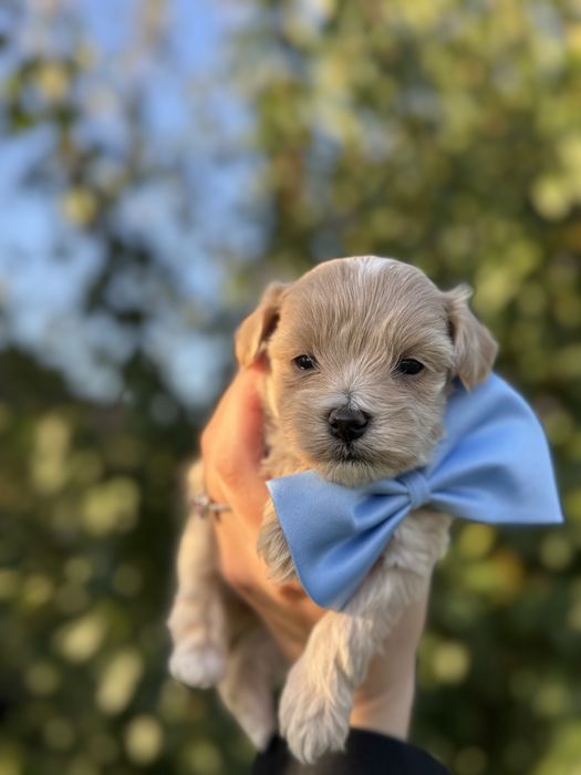 Piesek Maltipoo Wyprawka Badania genetyczne paszport Maltanczyk Pudel