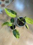 Philodendron emerald queen