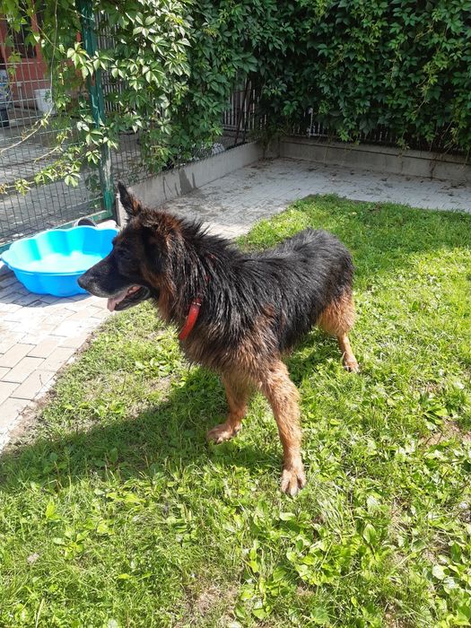 Śliczny starszy  owczarek niemiecki Dior do adopcji że schroniska .