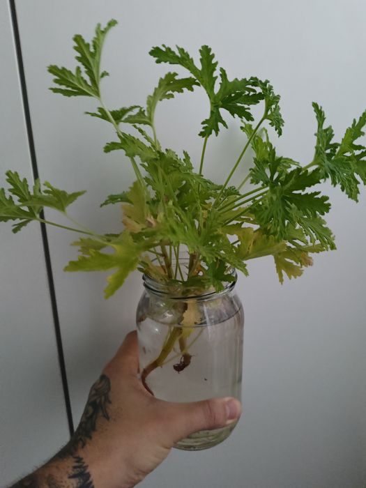 Geranium (Pelargonium graveolens)