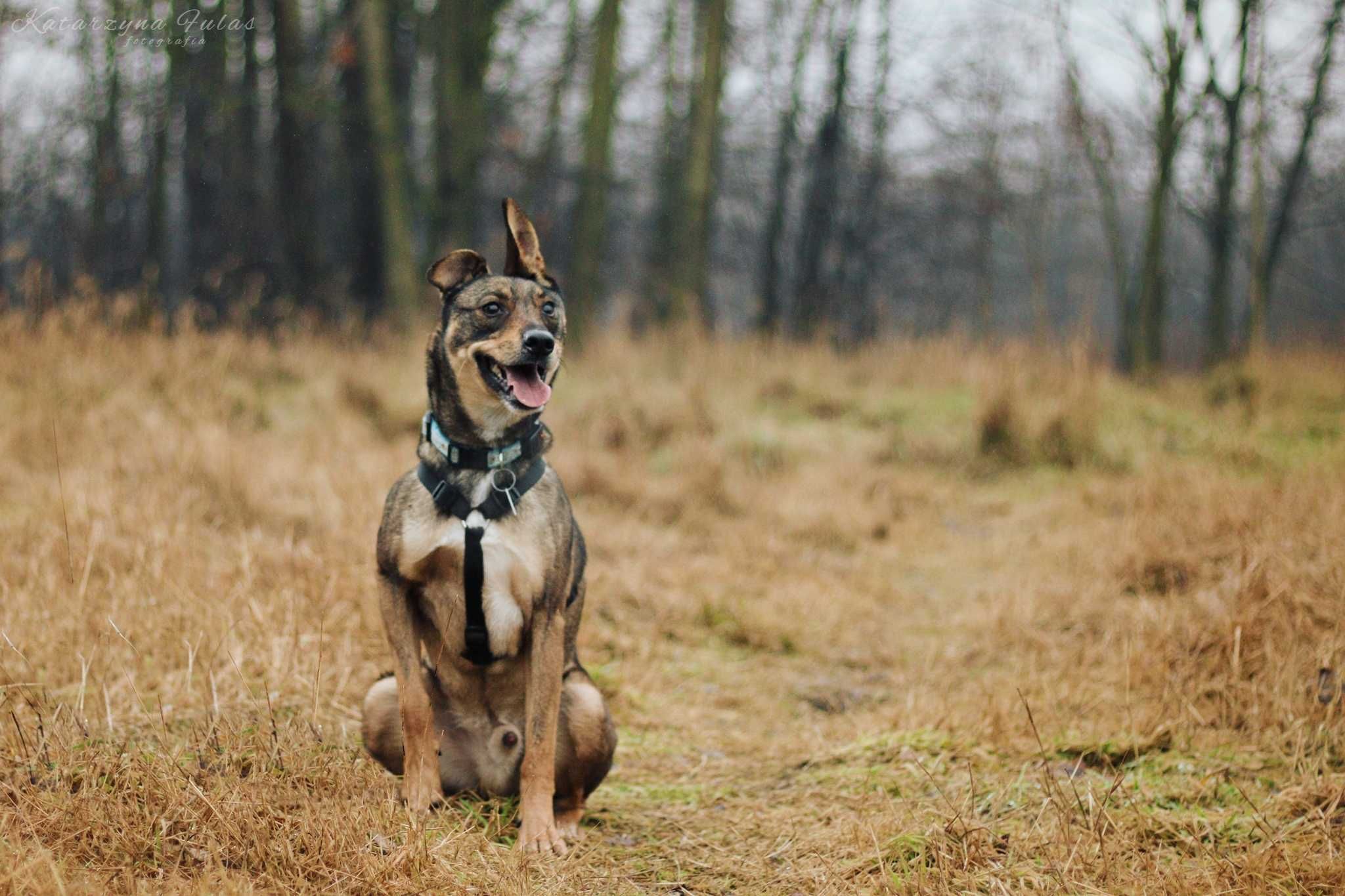 Bugs super pies poleca się do adopcji