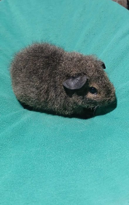 Американська тедді, морська свинка