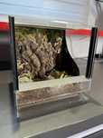 Terrarium 20x20x20 cm – gotowe, z wystrojem – idealne dla ptasznika