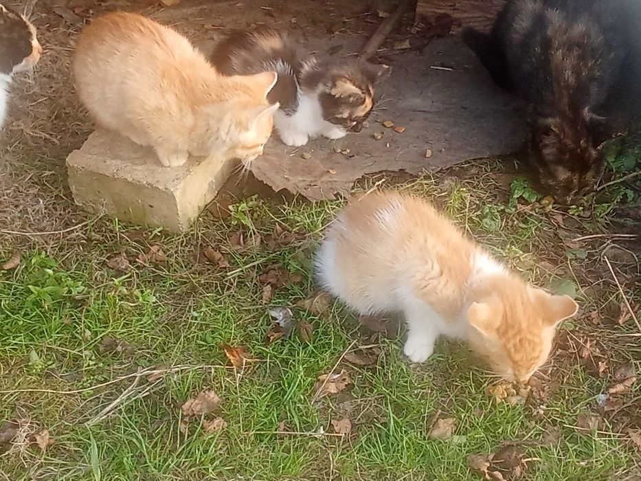 Oddam za darmo w Dobre ręce