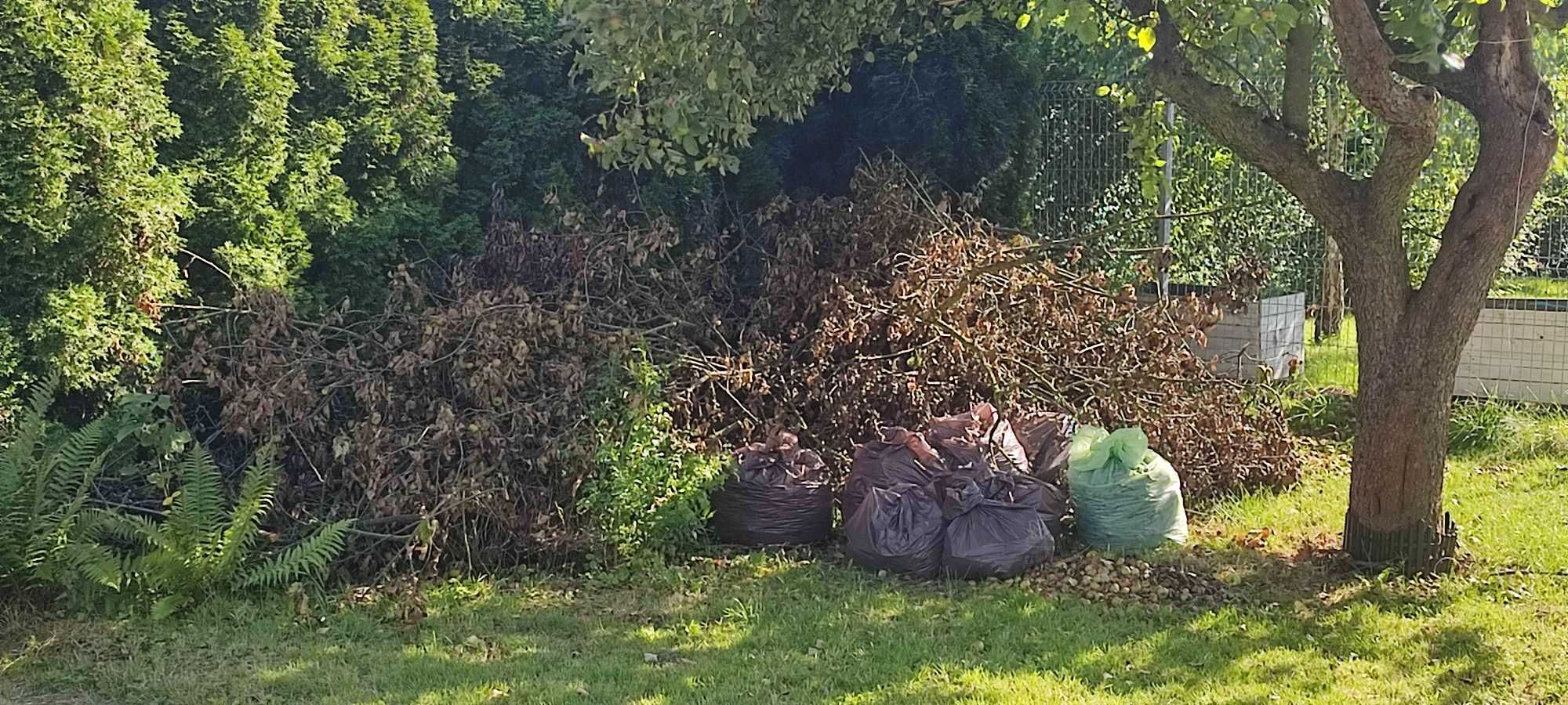 Drzewo Gałęzie grusza jabłoń