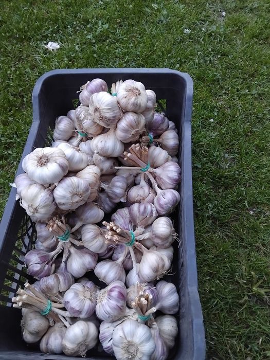 Polski czosnek harnaś