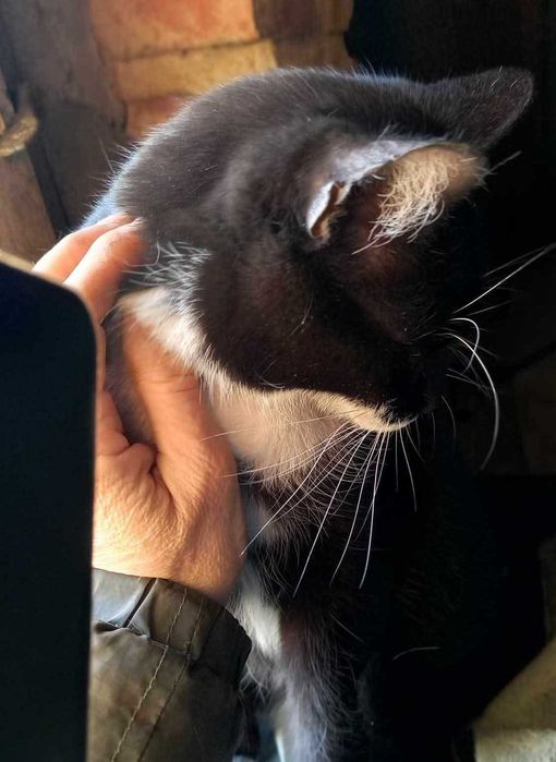 Emi - spokojna i kochająca bliskość oraz dotyk osierocona kotka