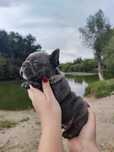 Цуценята французського бульдога blue&merle