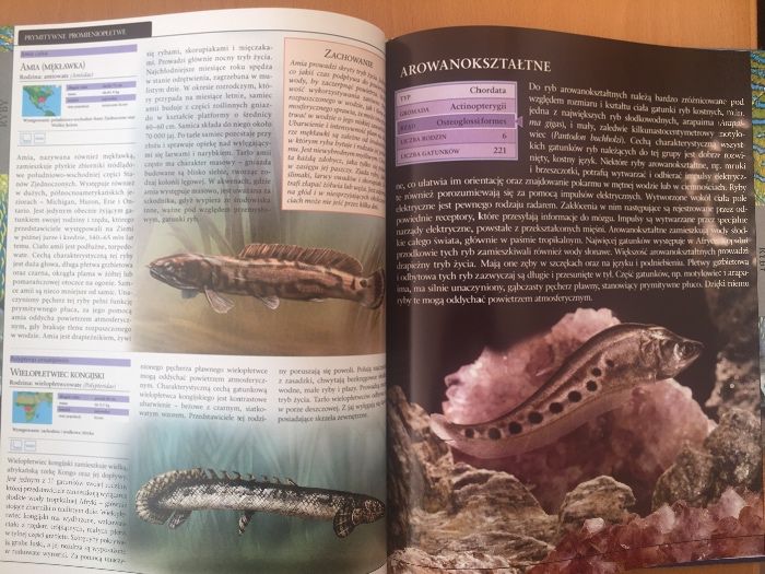 Życie oceanu. Ryby-wielka encyklopedia zwierząt. Dwie książki.