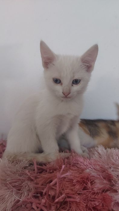 Gatas para adoção