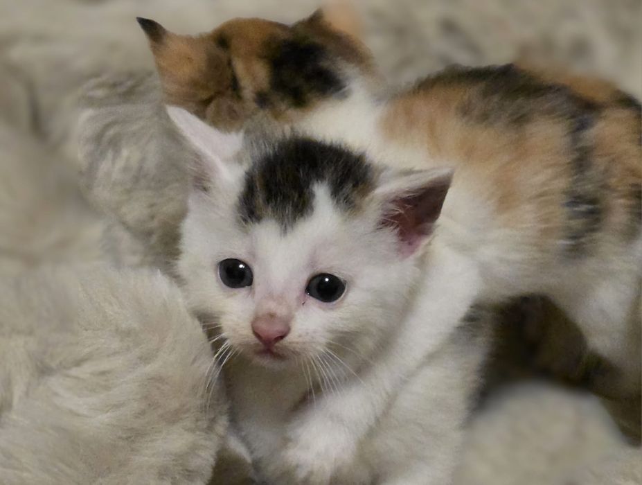 Kotki kot kotek za darmo