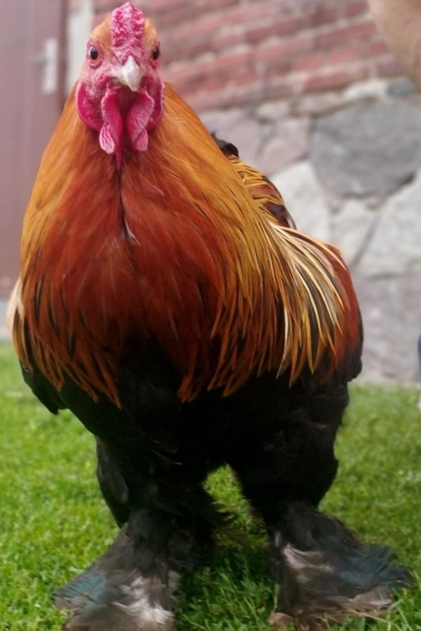 Kura Brahma miniatura , kury, kaczki