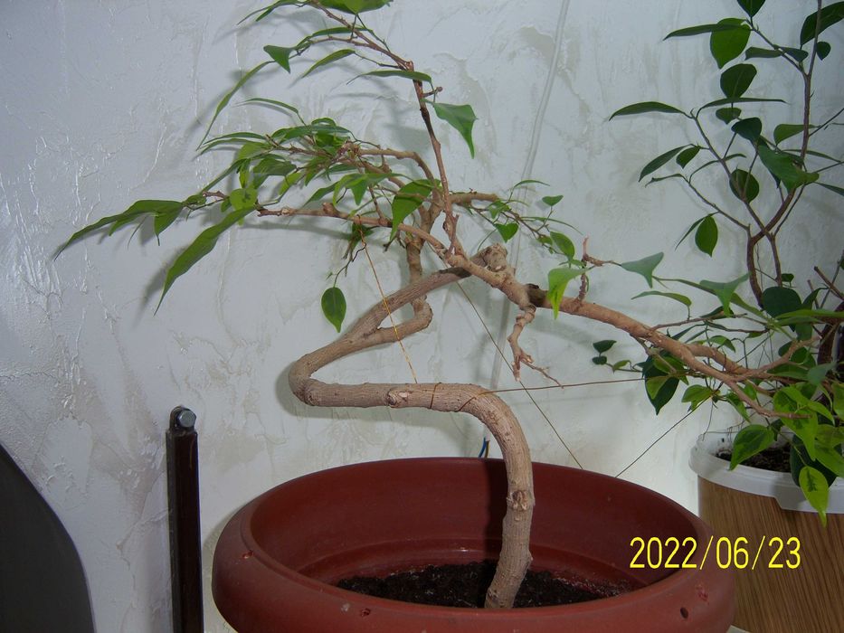 Продам бонсай - фікус мікрокарпа Гінсенг