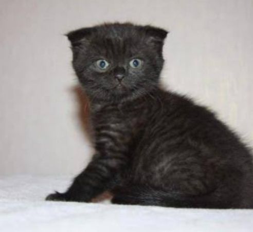 Продам шикарного котёнка