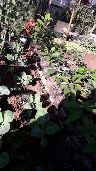 Arvores de abacates, maracujás, orquideas e pinheiros mansos e OUTRAS