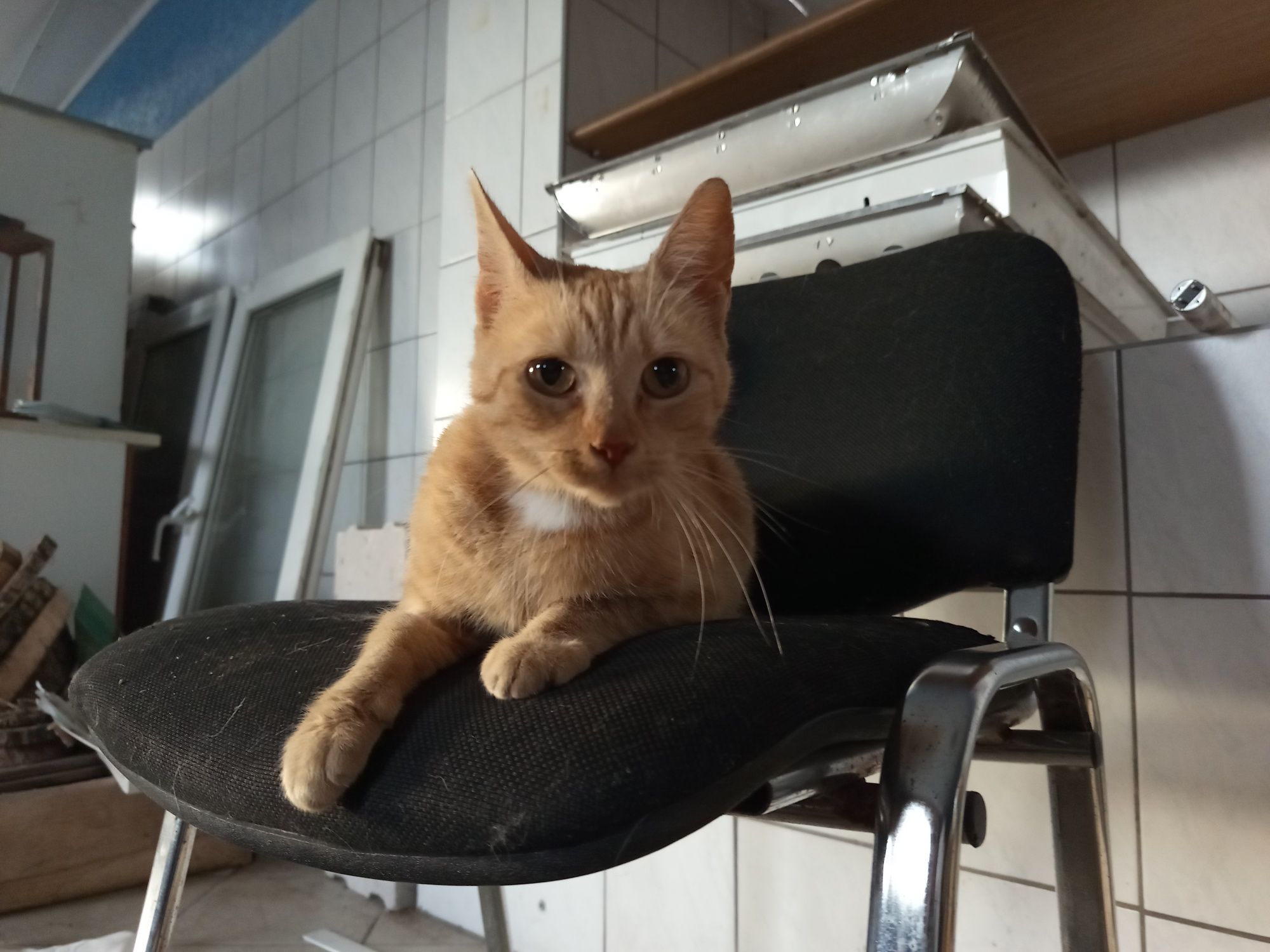 Krysia poleca się do adopcji