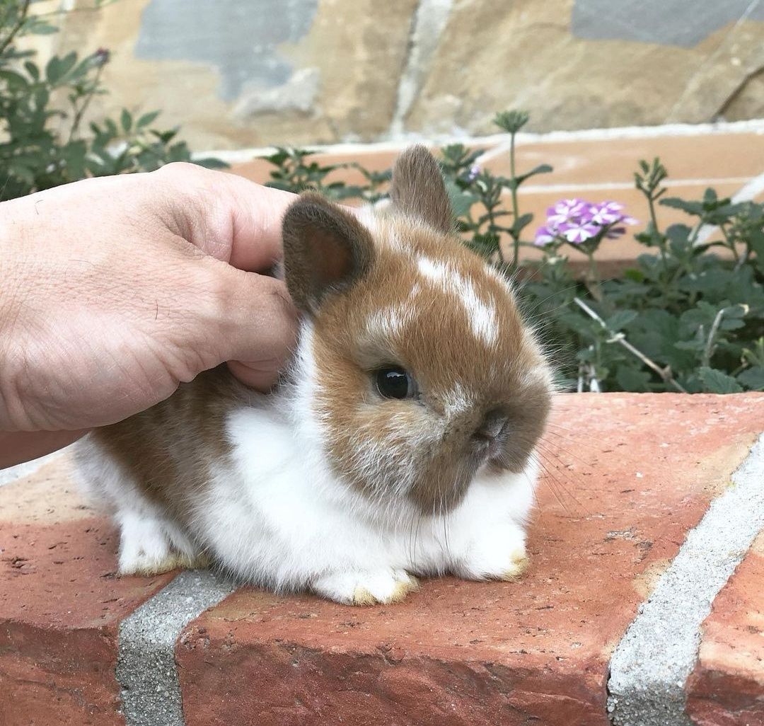 KIT Coelhos anões mini holandês e minitoy super meigos