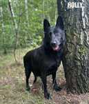 Sunia, owczarek niemiecki mix Holly adopcja za darmo oddam