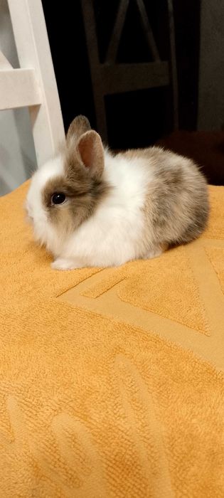 Króliczki miniaturki