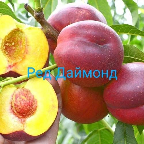 Саджанці плодових дерев