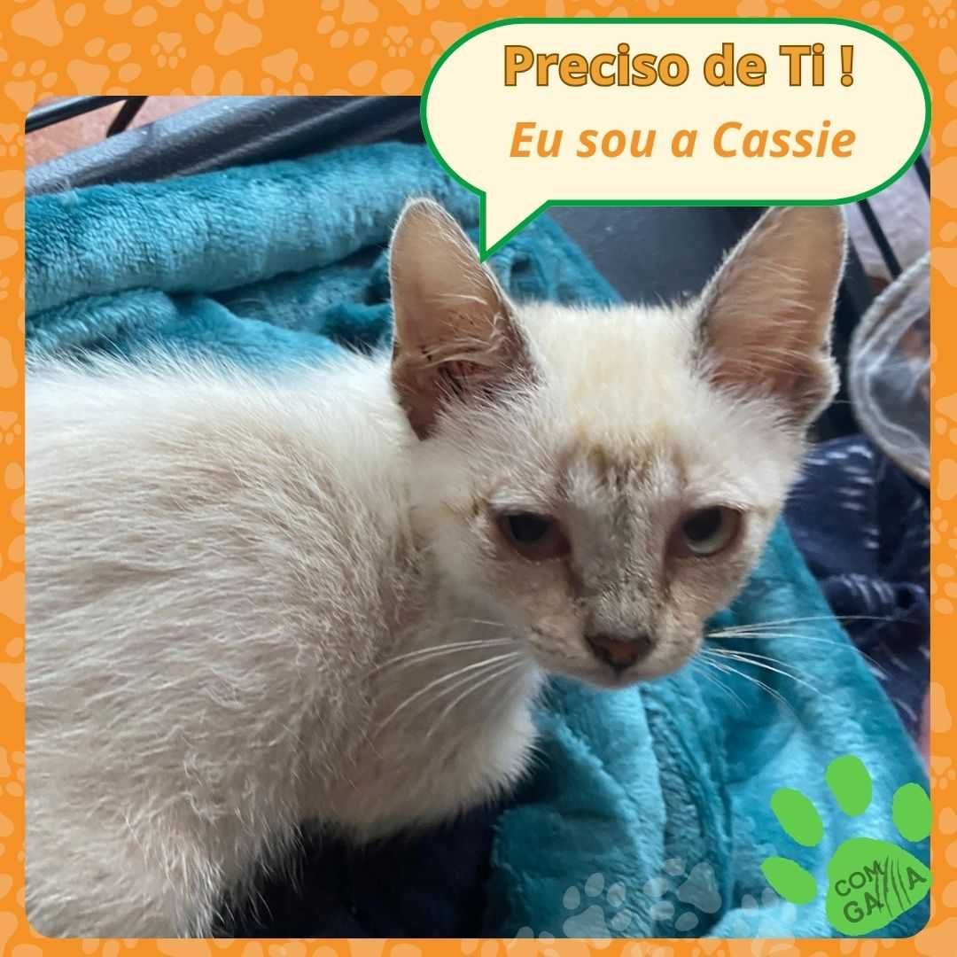 Gatinhos para adoção - Orion e Cassie