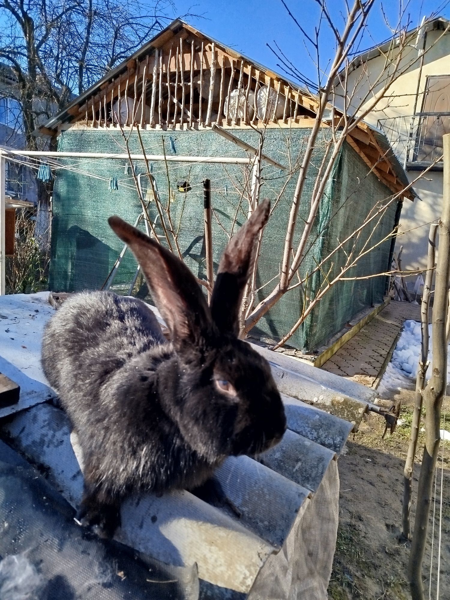Продам кролів, породи фландер .