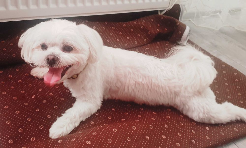 Мальтіпу хлопчик в'язка!!!