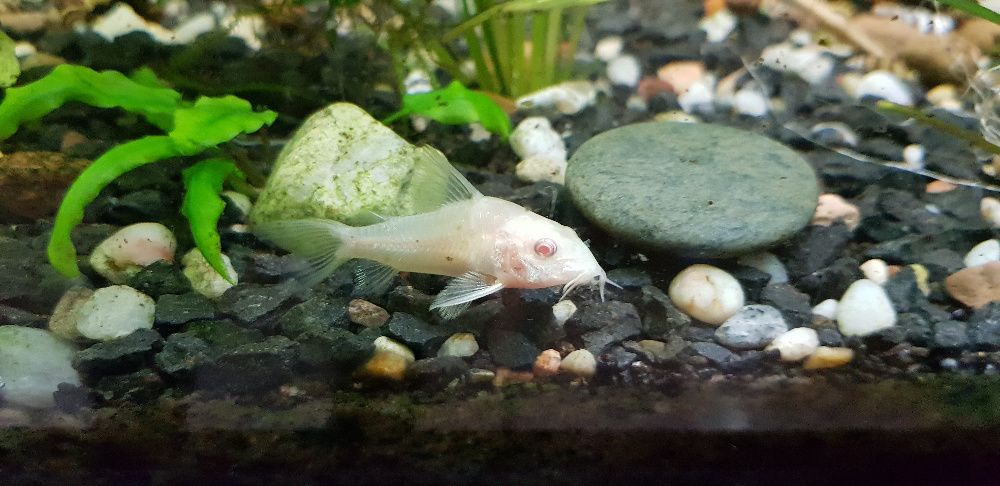 Kirysek albinos - rybka strefy przydennej
