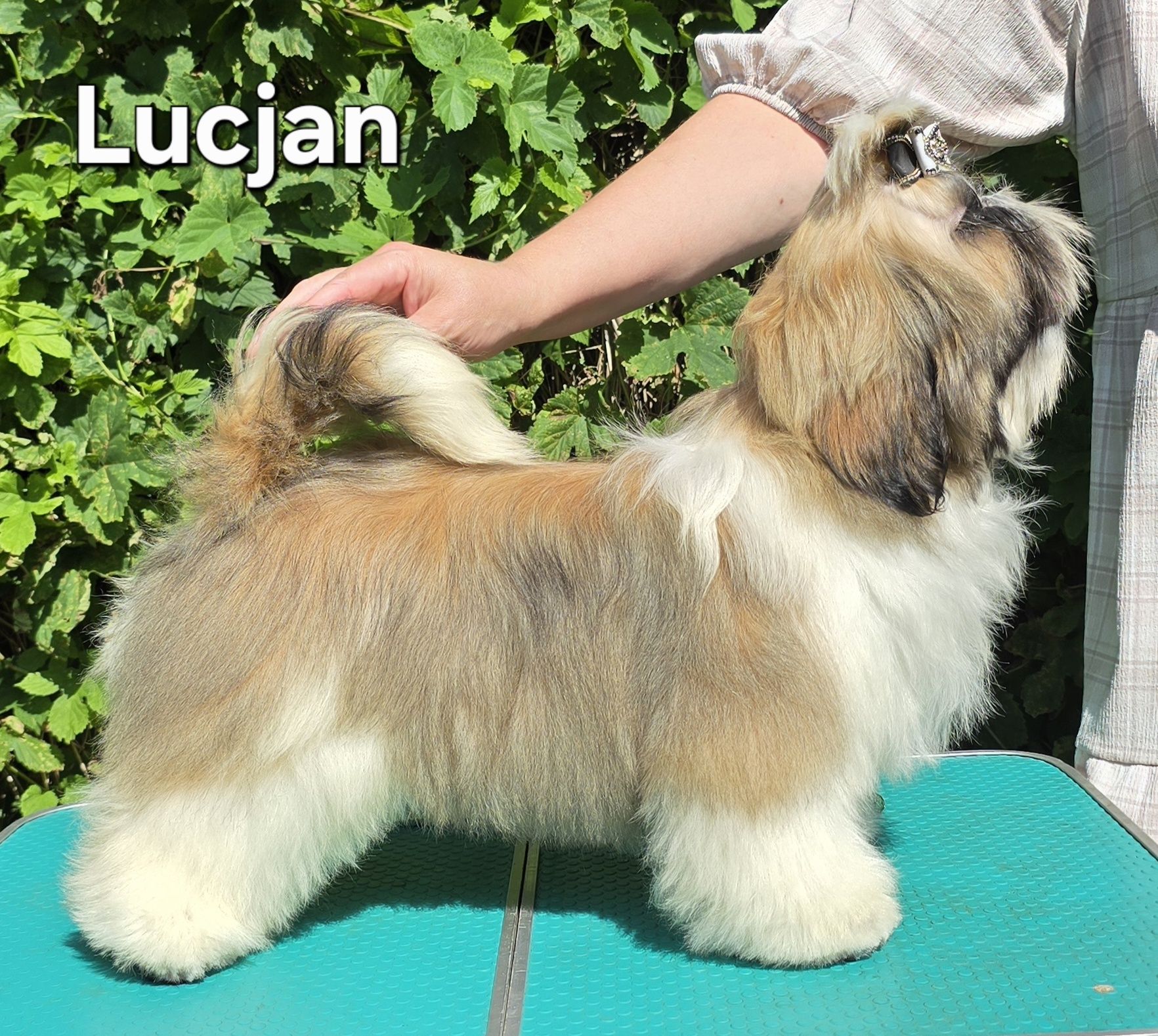 Piesek Shih tzu ZKWP