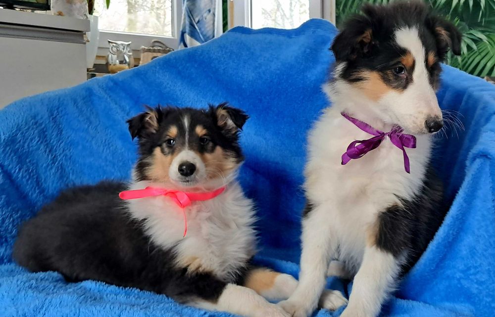 Gotowa Do odbioru -Sunia Owczarek Szkocki długowłosy Collie