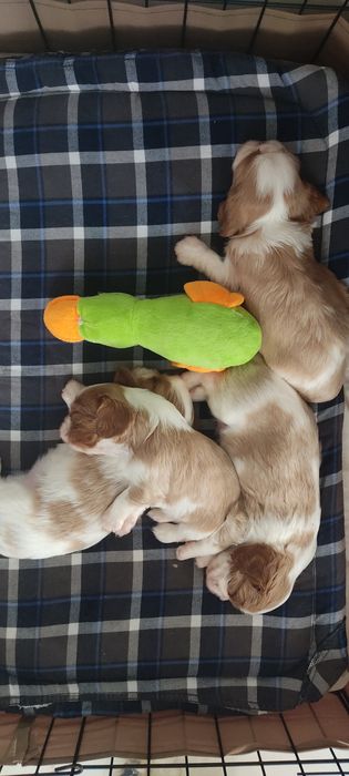 Cavalier King Charles Spaniel ZKwP (FCI)