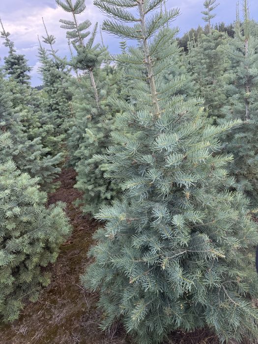 Jodła Kalifornijska z bryłą z plantacji, o wysokości 2-3 m Sadzenie