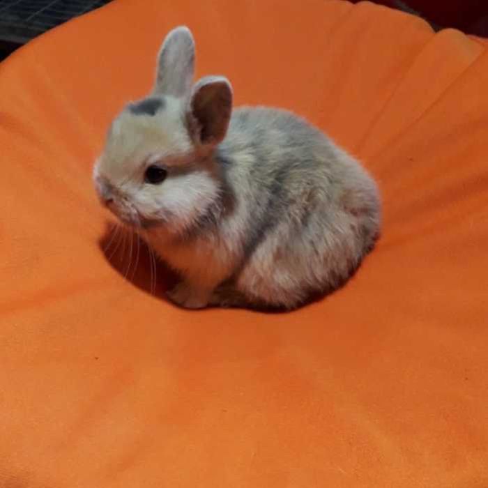 Декоративні кролики,  карликовий кролик