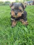 Yorkshire Terrier suczka york - Międzyrzecz