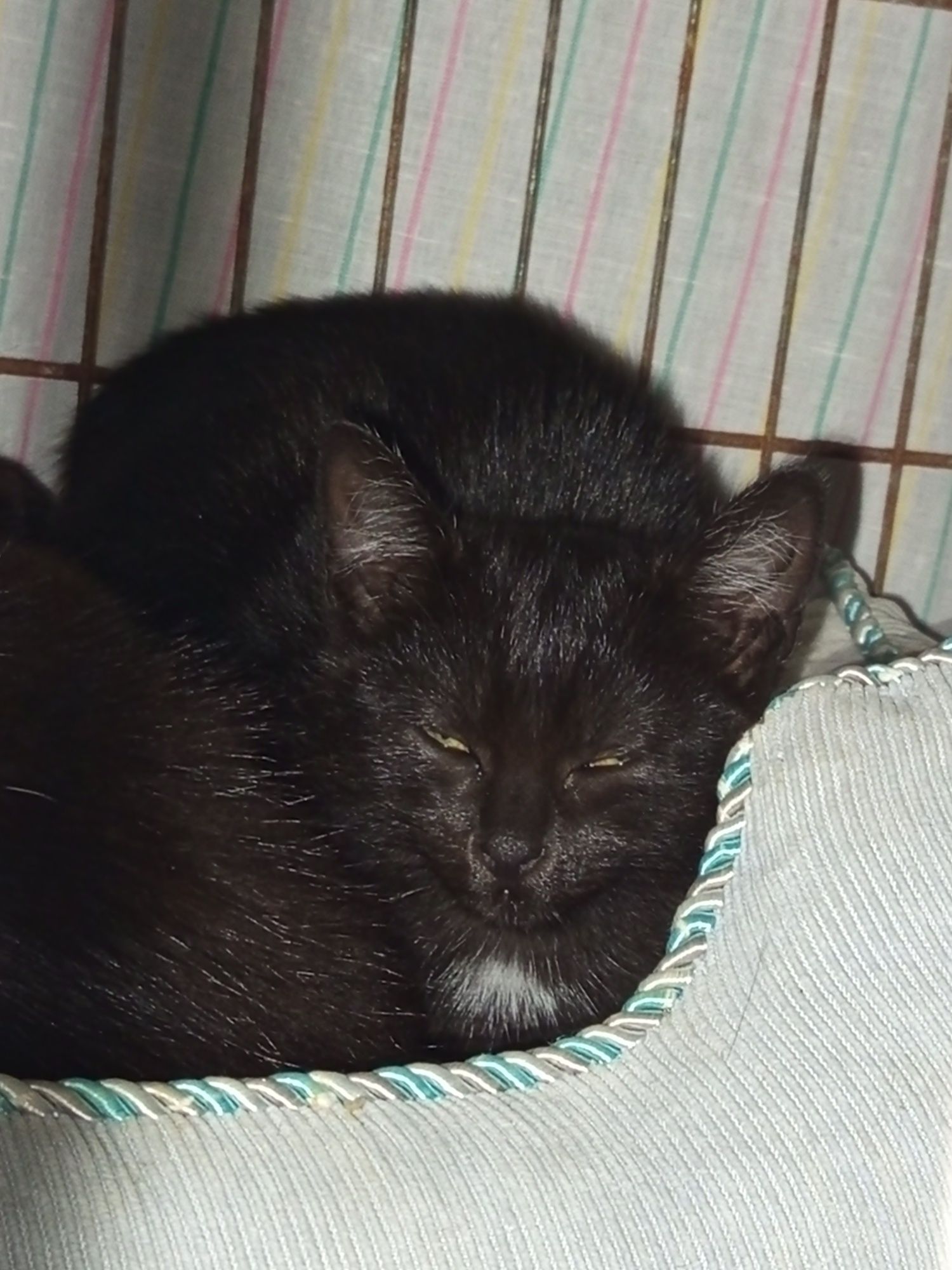 2 miesięczna Lilia poleca się do adopcji
