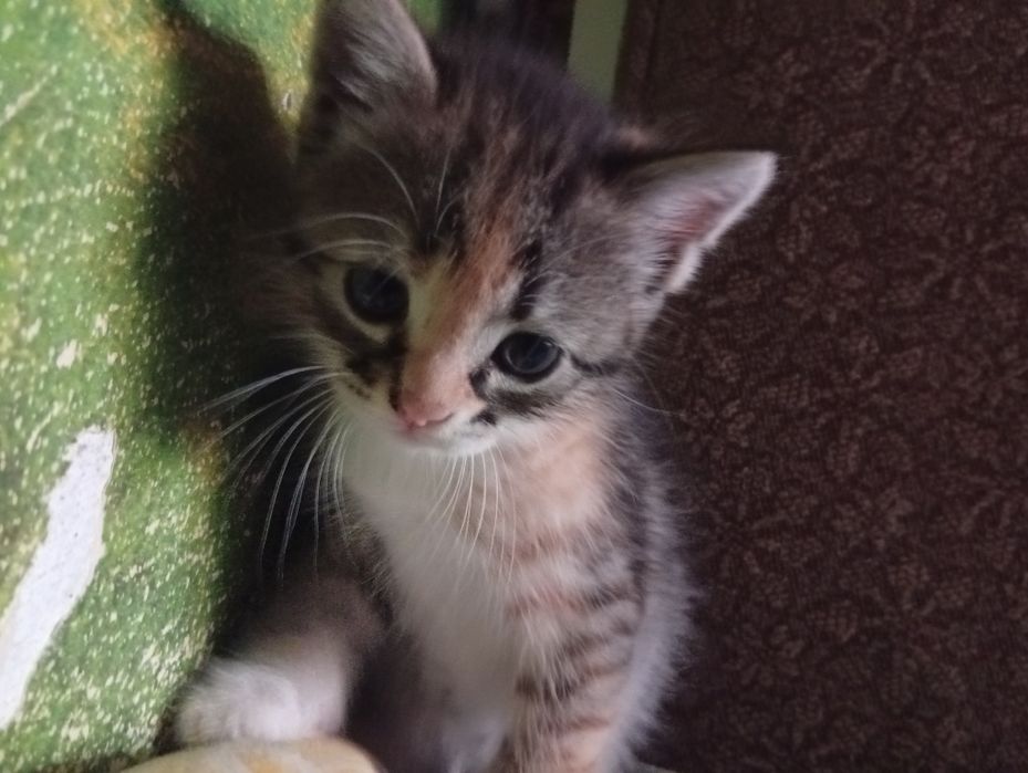 Віддам кота і кішечку у добрі руки