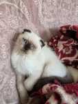 Scottish Fold Fêmea