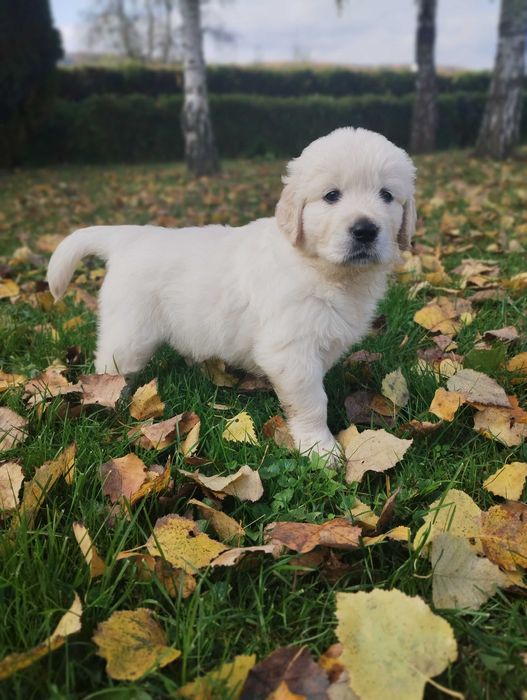 Szczeniak Golden Retriever piesek Cieszyn