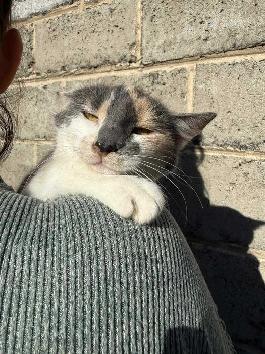 Zjawiskowej urody trikolorka młodziutka do adopcji